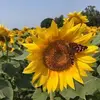 Polly Lange - @polly.lange - TikTok