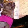 Polly Li - @pollyli02 - TikTok