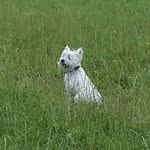 PollyLottie - @pollylottie_ - Instagram