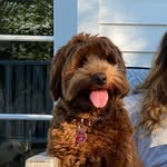 Polly Maxwell Acierno - @polly_the_labdoodle - Instagram