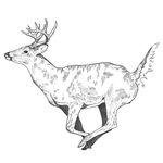 Polly Harrison 🦌 - @polly.penandink - Instagram