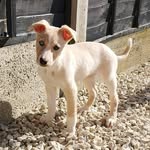 Polly the Collie Lurcher 🐾 - @pollyprattspaws - Instagram
