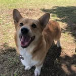 Polly Ramírez Centeno - @impolly_thecorgi - Instagram