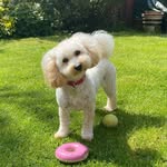 Polly - @pollyroothecavapoo - Instagram
