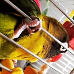 Polly - @pollytheparroot - Instagram