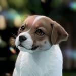 Polly - @jack_russell_polly - Instagram