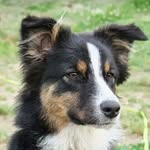 @australian_shepherd_polly - Instagram