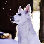 Polly ✖ White swiss shepherd - @whiteswisspolly - Instagram