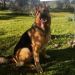 Polly🐾😎 (GSD) - @polly.thegerman.shepherd - Instagram