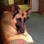 Polly - @polly_german_shepherd - Instagram