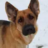 ❤️Polly❤️ - @polly_the_shepherd - TikTok
