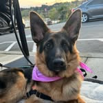 Polly the German Shepherd - @polly_the_gsd - Instagram