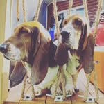 Polly & Stanley🐶 - @bassetsdorford - Instagram