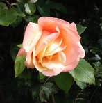 Polly Stanley - Facebook