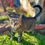 Stanleythecat - @stanley_polly_ - Instagram
