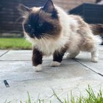 Kailan,Polly,Vincent - @the_blue_eyed_cats - Instagram