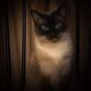 pollyvincent4250 - @pollyvincent4250 - TikTok