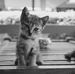Polly Ward - Facebook