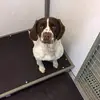 🌊Amelia + Steph🌊 - @polly.the.weird.dog - TikTok