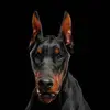 Polo Carrera - @polocarrera21 - TikTok