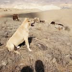 Kangal _Power - @_powerkangal - Instagram
