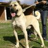 Kangal_POWER - @kangal_power - TikTok