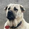 POWER KANGAL - @power.kangal - TikTok