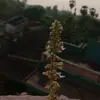 Prachi Sahoo - @simasahoo20 - TikTok