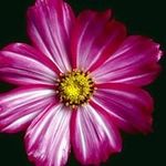 Pragna Panchal - @pragna.panchal.5 - Instagram