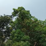 pramila tripathi - @pramilatripathi860 - Instagram