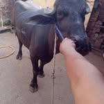 Pramod Kandela - @pramod_kandela_315 - Instagram