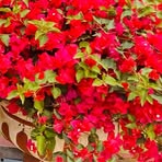 Pratikshya Lamsal - Facebook