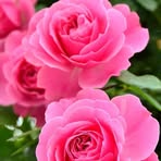 Pravati Das - Facebook