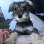Floyd - @floydthepreciouspup - Instagram