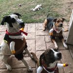 My Precious Foster Dogs - @mypreciousfosters - Instagram