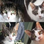 Precious Foster Kitties🐱🐱 - @preciousfosterkitties - Instagram
