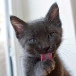 Precious Kitty Foster - @_fosterfurbabies_ - Instagram