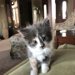 Precious Paws Foster - @precious_paws_foster - Instagram