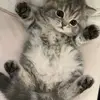 PreciousharperXoxo - @preciousharperxoxooo1 - TikTok