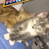 tyson and precious - @tysonandprecious7 - TikTok