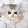 Precious Willis [STU - @its_yo_plug_pweezie - TikTok