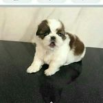 precious woods - @preciouswoods242 - Instagram