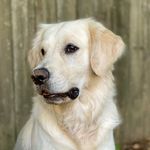 Finley Prescott Wilson - @finleythe_englishcream - Instagram