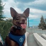 @reeceprescottwilson - Instagram