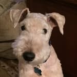 Elvis Presley Rogers - @elvisthelakie - Instagram