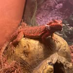 Preston - @preston_the_bearded_dragon - Instagram