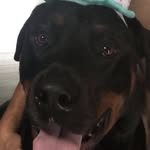 Howard Andrew Preston-Brady - @howard_rottweiler - Instagram