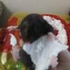 prestonchavez2810 - @babythehamster1 - TikTok