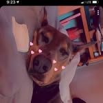 Preston | The Blue Doberman - @prestonlebeau - Instagram