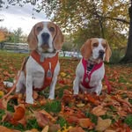 Usoa Preston - @prestonlebeagle - Instagram